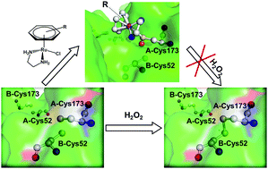 Graphical abstract: Organometallic ruthenium anticancer complexes inhibit human peroxiredoxin I activity by binding to and inducing oxidation of its catalytic cysteine residue