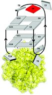 Graphical abstract: Manipulation of a DNA aptamer–protein binding site through arylation of internal guanine residues