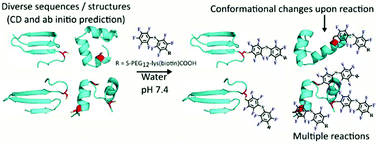 Graphical abstract: Studies on a landscape of perfluoroaromatic-reactive peptides