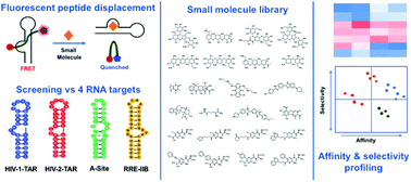 Graphical abstract: Fluorescent peptide displacement as a general assay for screening small molecule libraries against RNA
