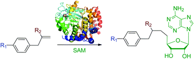 Graphical abstract: Radical SAM-dependent adenosylation catalyzed by l-tyrosine lyases