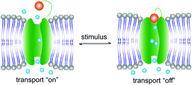 Graphical abstract: Controllable synthetic ion channels