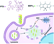 Graphical abstract: Self-assembled organic nanorods for dual chemo-photodynamic therapies