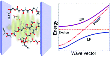 Graphical abstract: Polariton chemistry: controlling molecular dynamics with optical cavities