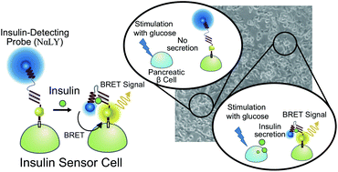 Graphical abstract: Insulin sensor cells for the analysis of insulin secretion responses in single living pancreatic β cells