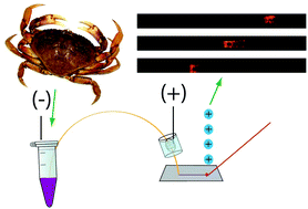 Graphical abstract: Capillary electrophoresis coupled to MALDI mass spectrometry imaging with large volume sample stacking injection for improved coverage of C. borealis neuropeptidome