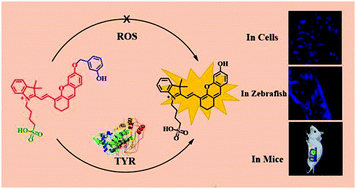 Graphical abstract: A novel hydrosoluble near-infrared fluorescent probe for specifically monitoring tyrosinase and application in a mouse model