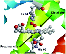 Graphical abstract: Modelling haemoproteins: porphyrins and cyclodextrins as sources of inspiration