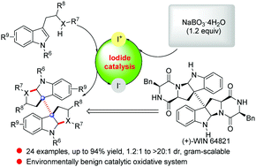 Graphical abstract: Exploration of a KI-catalyzed oxidation system for direct construction of bispyrrolidino[2,3-b]indolines and the total synthesis of (+)-WIN 64821