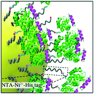 Graphical abstract: Induction of crystal nucleation by orientation-controlled binding of His6-tagged proteins to functionalized gold nanoparticles