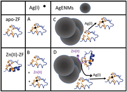 Graphical abstract: Emerging investigator series: characterization of silver and silver nanoparticle interactions with zinc finger peptides