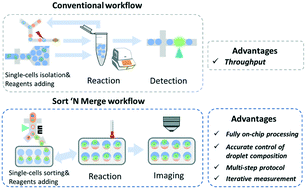 Graphical abstract: Single-cell RT-LAMP mRNA detection by integrated droplet sorting and merging