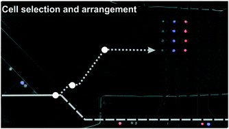 Graphical abstract: Combining dielectrophoresis and computer vision for precise and fully automated single-cell handling and analysis