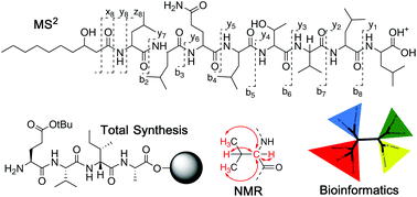 Graphical abstract: Structure elucidation of bacterial nonribosomal lipopeptides