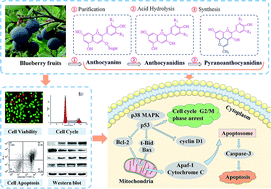 Graphical abstract: Stability of blueberry anthocyanin, anthocyanidin and pyranoanthocyanidin pigments and their inhibitory effects and mechanisms in human cervical cancer HeLa cells