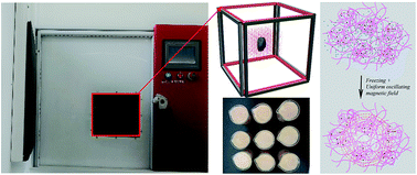 Graphical abstract: Influence of oscillating uniform magnetic field and iron supplementation on quality of freeze-thawed surimi