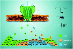 Graphical abstract: Single molecule observation of hard–soft-acid–base (HSAB) interaction in engineered Mycobacterium smegmatis porin A (MspA) nanopores