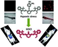Graphical abstract: Detection of hypochlorous acid fluctuation via a selective near-infrared fluorescent probe in living cells and in vivo under hypoxic stress