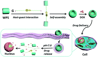 Graphical abstract: Dual acid-responsive bola-type supramolecular vesicles for efficient intracellular anticancer drug delivery