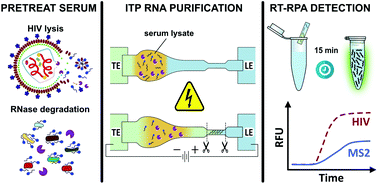 Graphical abstract: HIV detection from human serum with paper-based isotachophoretic RNA extraction and reverse transcription recombinase polymerase amplification