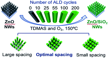 Graphical abstract: ZnO/SiO2 core/shell nanowires for capturing CpG rich single-stranded DNAs