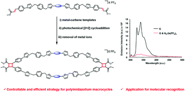 Graphical abstract: Template-driven construction of [8]-imidazolium macrocycles