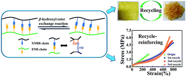 Graphical abstract: A catalyst-free and recycle-reinforcing elastomer vitrimer with exchangeable links