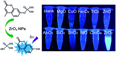 Graphical abstract: The phosphatase-like activity of zirconium oxide nanoparticles and their application in near-infrared intracellular imaging