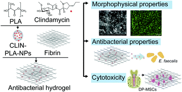 Graphical abstract: Development of an antibacterial nanocomposite hydrogel for human dental pulp engineering