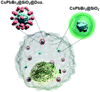 Graphical abstract: Highly luminescent biocompatible CsPbBr3@SiO2 core–shell nanoprobes for bioimaging and drug delivery