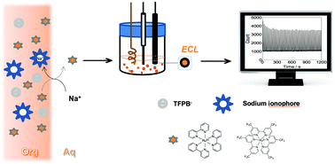 Graphical abstract: Ruthenium bipyridine complexes as electrochemiluminescent transducers for ionophore-based ion-selective detection