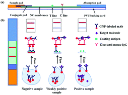 Graphical abstract: A gold-based immunochromatographic strip for the detection of sirolimus in human whole blood