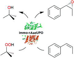 Graphical abstract: An alginate-confined peroxygenase-CLEA for styrene epoxidation