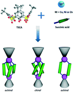 Graphical abstract: Impact of flexible succinate connectors on the formation of tetrasulfonylcalix[4]arene based nano-sized polynuclear cages: structural diversity and induced chirality study