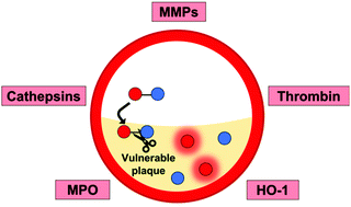 Graphical abstract: Enzyme-activated probes in optical imaging: a focus on atherosclerosis