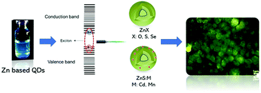 Graphical abstract: Synthesis, characterization and evaluation of aqueous Zn-based quantum dots for bioapplications