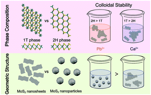 Graphical abstract: Emerging investigator series: correlating phase composition and geometric structure to the colloidal stability of 2D MoS2 nanomaterials