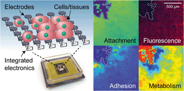 Graphical abstract: Multi-parametric functional imaging of cell cultures and tissues with a CMOS microelectrode array