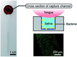 Graphical abstract: CandyCollect: at-home saliva sampling for capture of respiratory pathogens