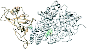 Graphical abstract: Molecular characterization of COVID-19 therapeutics: luteolin as an allosteric modulator of the spike protein of SARS-CoV-2