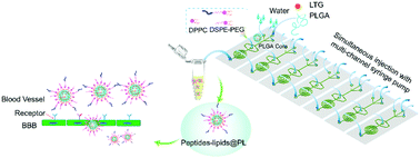 Graphical abstract: Screening on-chip fabricated nanoparticles for penetrating the blood–brain barrier