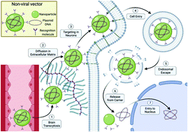 Graphical abstract: Overcoming barriers in non-viral gene delivery for neurological applications