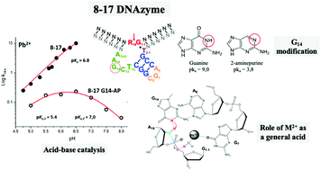 Graphical abstract: Hydrated metal ion as a general acid in the catalytic mechanism of the 8–17 DNAzyme