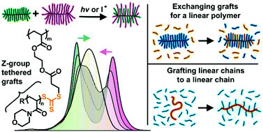 Graphical abstract: Putting the RAFT in GRAFT: intermolecular graft exchange between bottlebrush polymers using reversible addition–fragmentation chain transfer