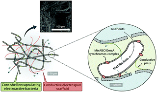 Graphical abstract: A novel microbial fuel cell electrode design: prototyping a self-standing one-step bacteria-encapsulating bioanode with electrospinning