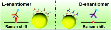 Graphical abstract: Molecule-specific vibration-based chiral differentiation of Raman spectra using cysteine modified gold nanoparticles: the cases of tyrosine and phenylalanine