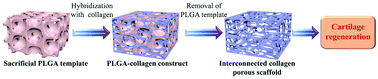 Graphical abstract: Interconnected collagen porous scaffolds prepared with sacrificial PLGA sponge templates for cartilage tissue engineering