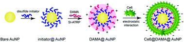 Graphical abstract: Atom transfer radical-polymerized cationic shells on gold nanoparticles for near infrared-triggered photodynamic therapy of tumor-bearing animals