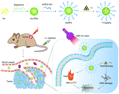 Graphical abstract: 131I-Labeled gold nanoframeworks for radiotherapy-combined second near-infrared photothermal therapy of cancer