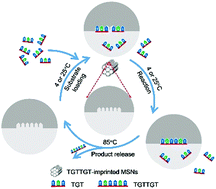 Graphical abstract: Construction of DNA ligase-mimicking nanozymes via molecular imprinting